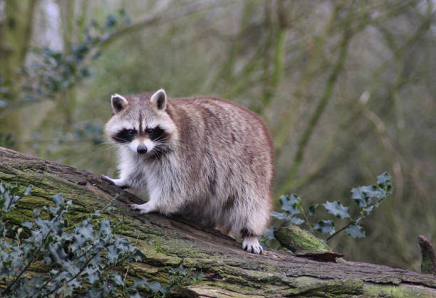 Academic Curiosity -  Researchers Dive In about raccoons