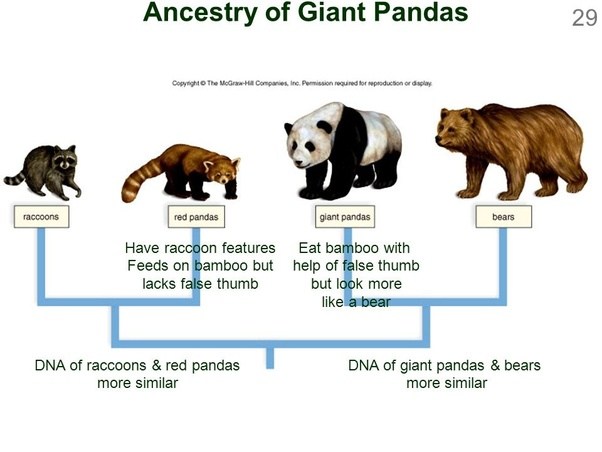 Animal Family Tree  of raccoons and bears