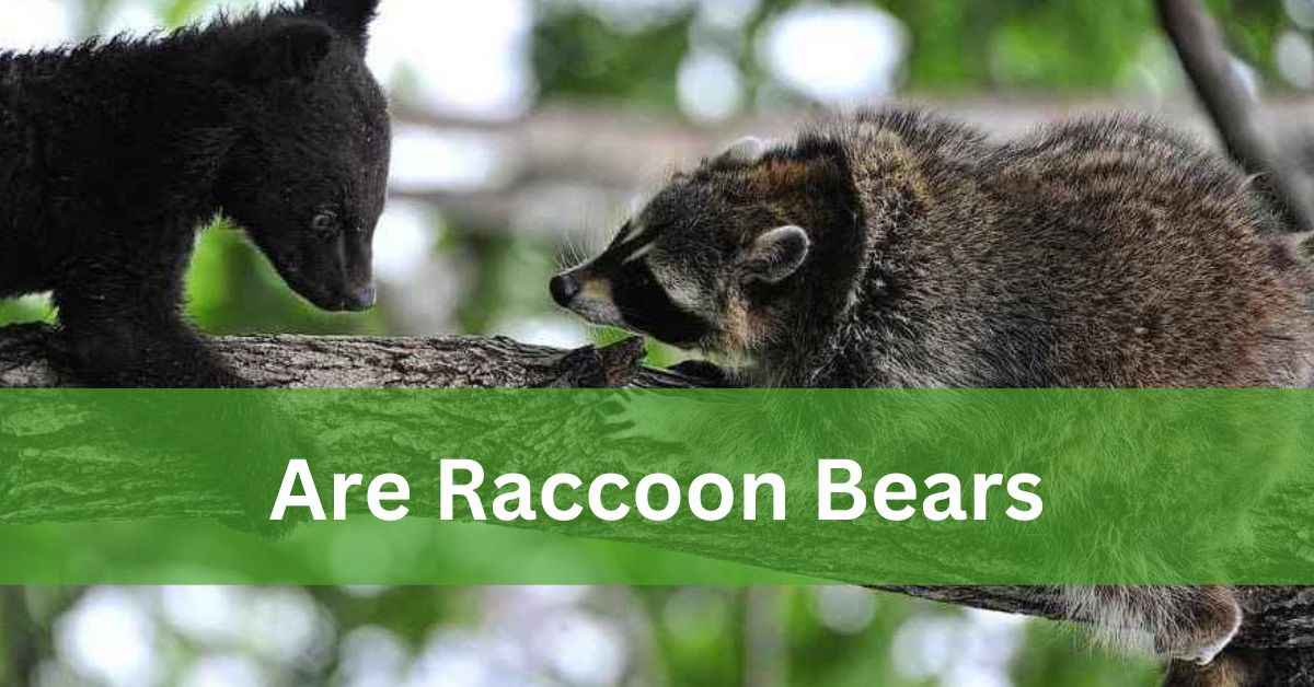 Are Raccoon Bears – Let’s Explore It!