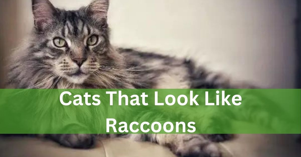 Cats That Look Like Raccoons – Discover The Adorable Resemblance!