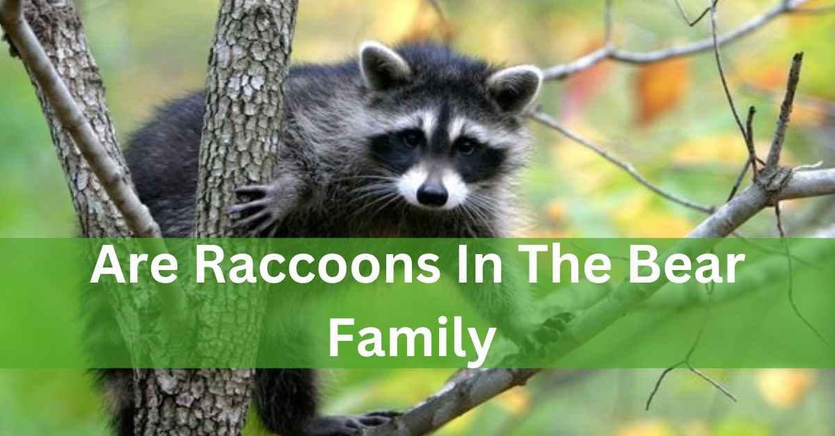 Are Raccoons In The Bear Family – Let’s Explore It!