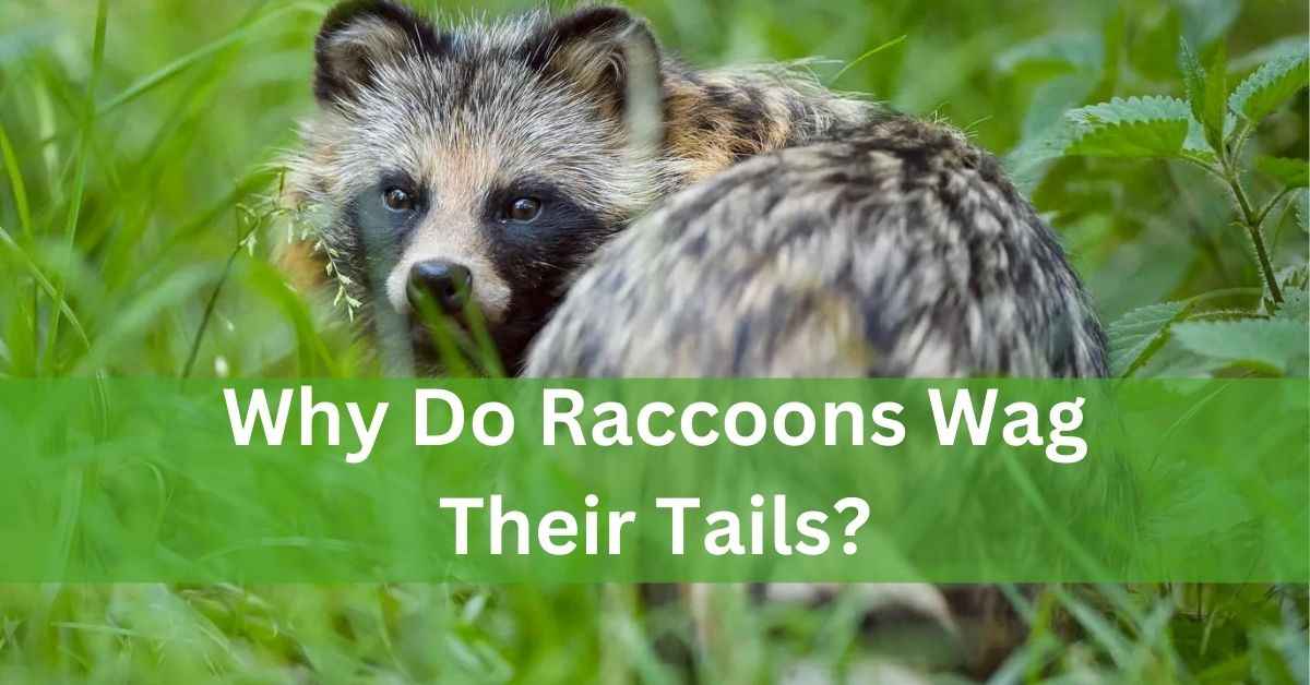 Why Do Raccoons Wag Their Tails? – Let’s Explore It!