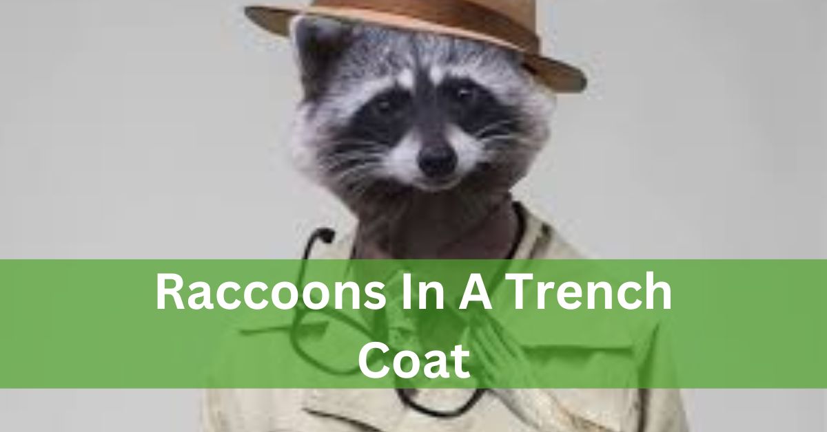 Raccoons In A Trench Coat – Let’s Explore It!