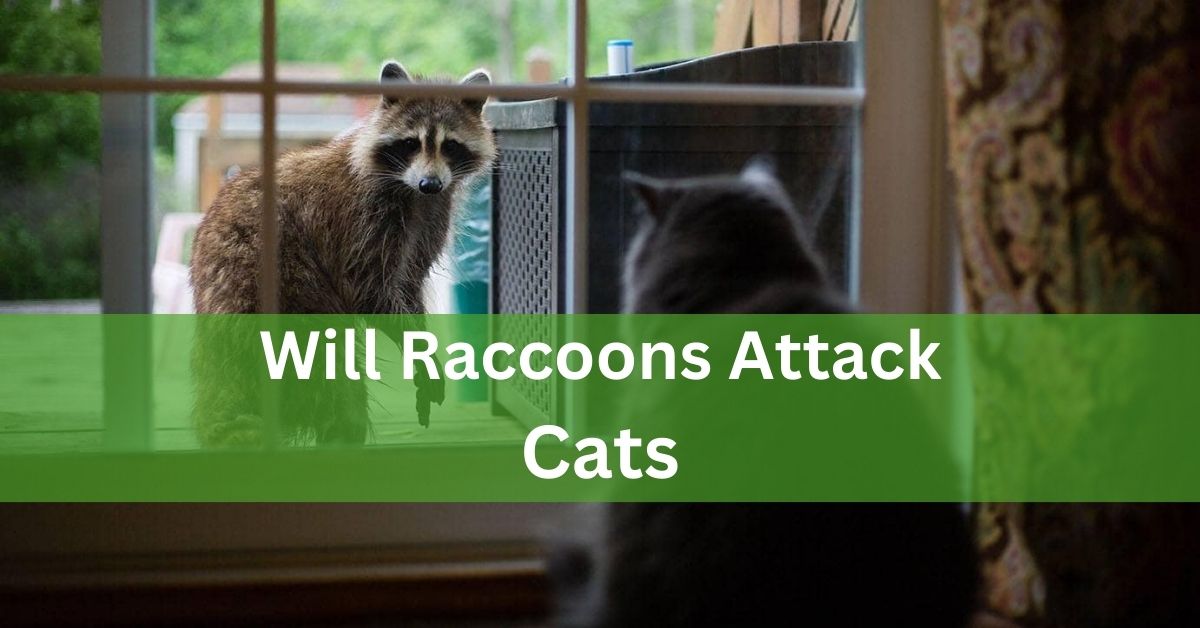 Will Raccoons Attack Cats -A Complete Guide!