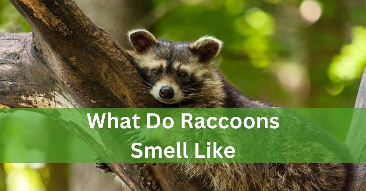 What Do Raccoons Smell Like – We Need To Know That!