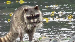 Are Sandspur Island Raccoons A Distinct Species