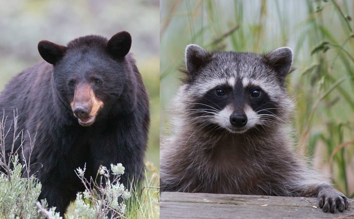 Bears And Raccoons size