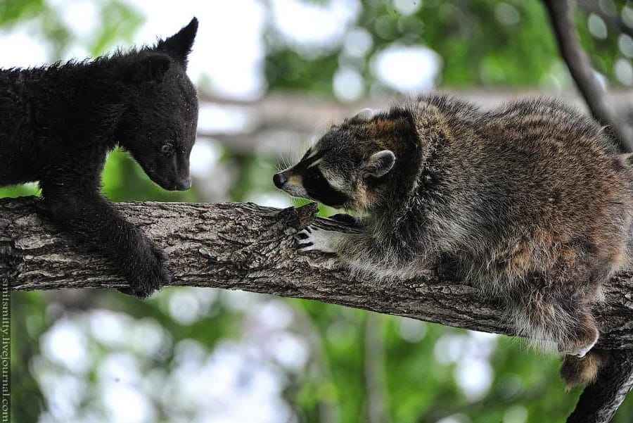 Bears and raccoons Appearance