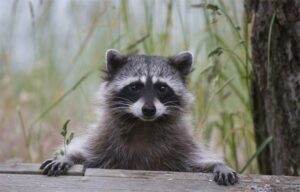 Challenges Faced By Sandspur Raccoons