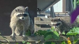 Conservation Strategies Sandspur Island Raccoons