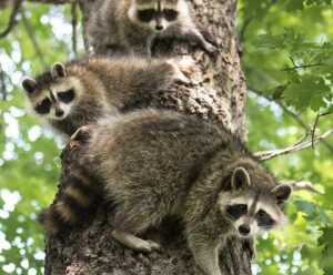 Creating a Joyful Community of raccoons