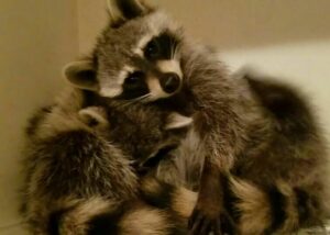 Cuteness Overload of raccoons and cat