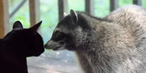 Domestic Joy of raccoons and cat