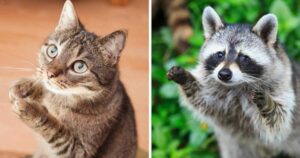 Ears and Eyes similarity of raccoons and cats