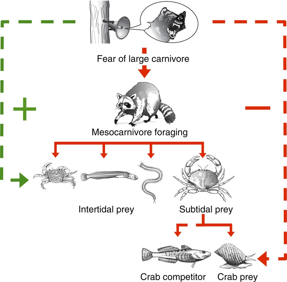 Elements That Affect Raccoon Behaviornature