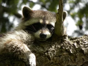 Environmental Impact Sandspur Island Raccoons 