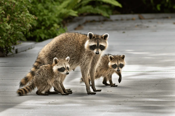 Family of raccoons and bears