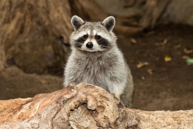  Fun or Crisis-  Public Reactions of raccoons