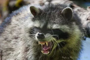 Heartwarming Raccoon Tales From Miami