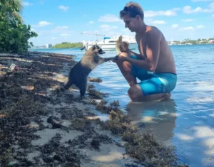 How Sandspur Island Miami Raccoons Are Different