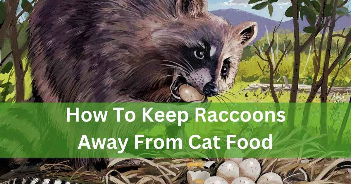 How To Keep Raccoons Away From Cat Food – A Complete Guide