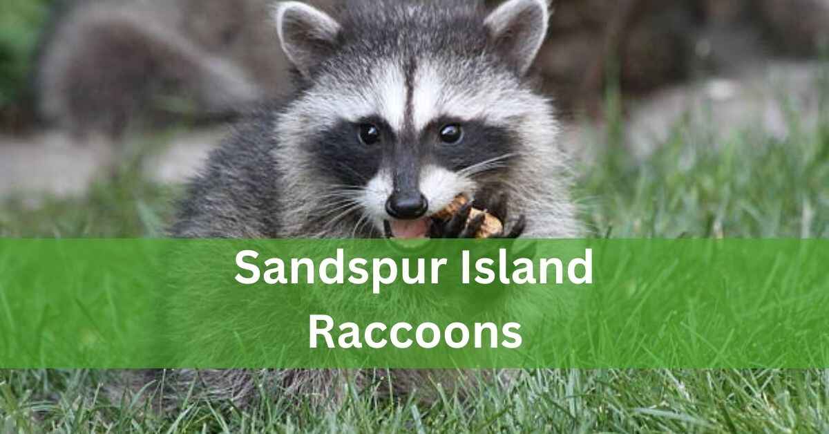 Sandspur Island Raccoons – A Complete Informative Guide!