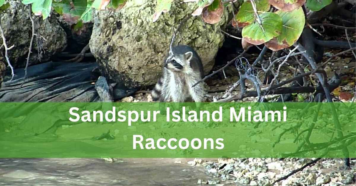 Sandspur Island Miami Raccoons – Unveiling The Magic!