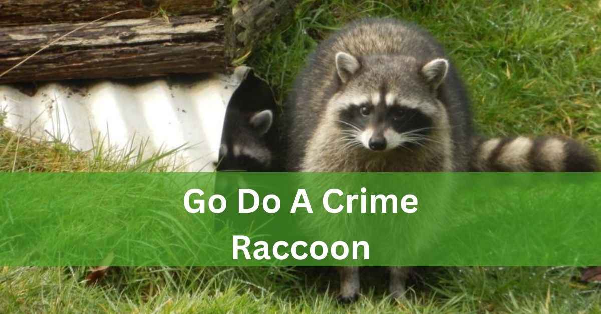 Go Do A Crime Raccoon – Exploring The Tricky Raccoons!