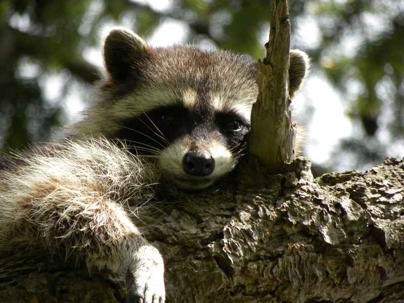  Impact of Human Interaction on raccoon