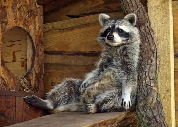 Influencers of the Animal Kingdom of raccoons