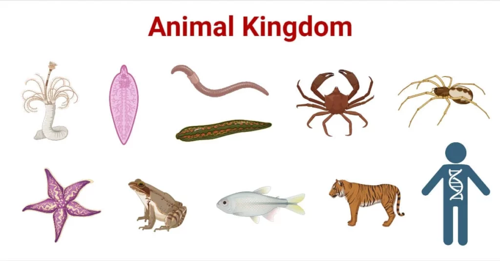 Kingdom -  Animalia