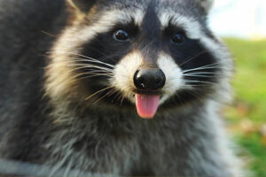 Laughter Is the Best Medicine for raccoons