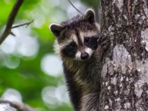 Legal Implications Of Raccoon Mischief