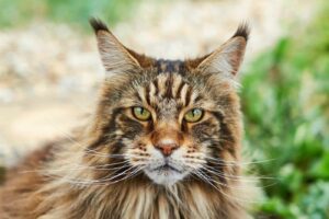 Luxurious Fur Maine Coon's Mysterious