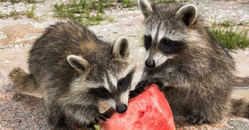 Qualities Do Raccoons And Bears Share