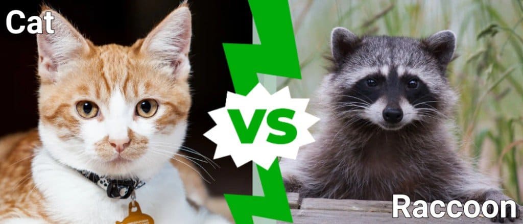 Raccoon Behavior With CatsSource