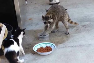 Raccoon Challenge keep away from cat food