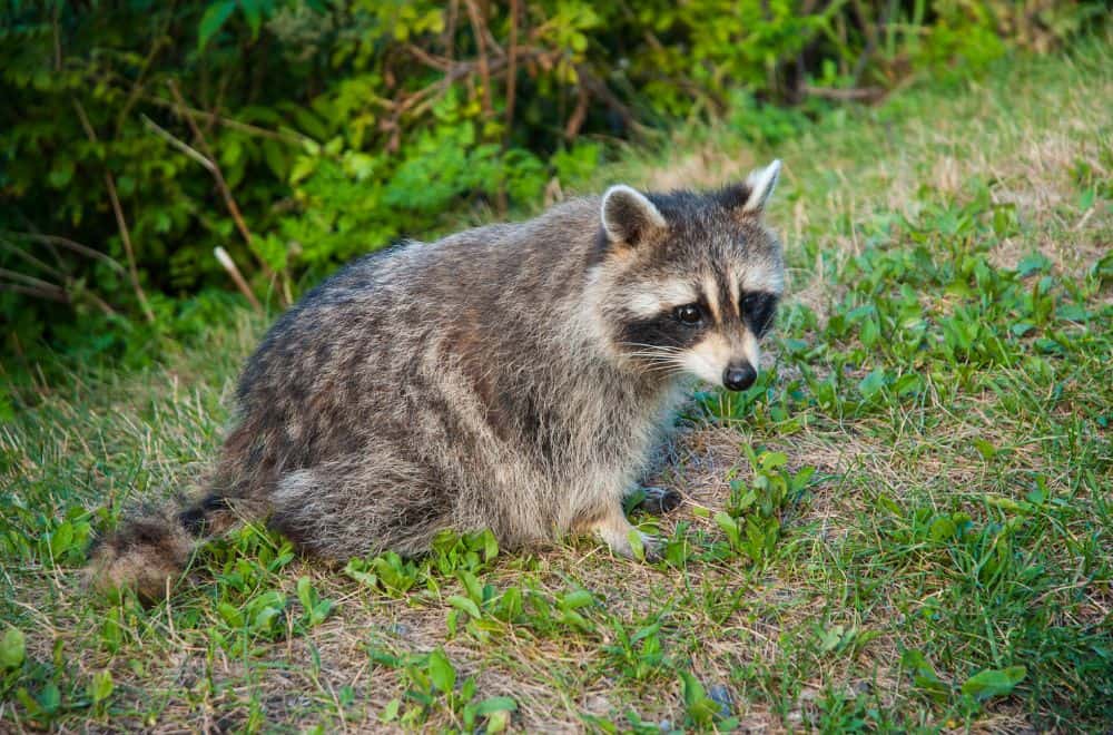 Raccoon Communication