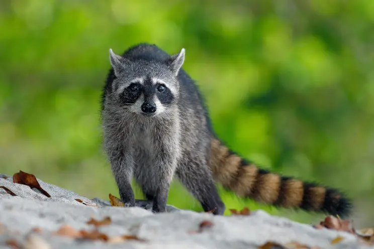 racooons have tail