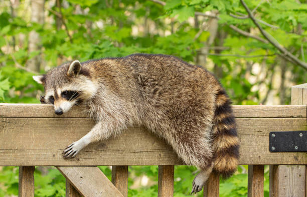  Raccoons are Good at Hiding