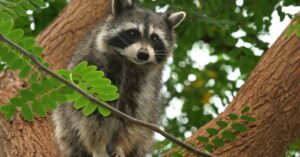 Super Soft Fur of raccoons