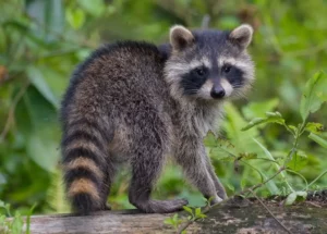 Tail Rings similarity of raccoons and cats