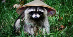 The Cuteness Goes Viral raccoons in hat