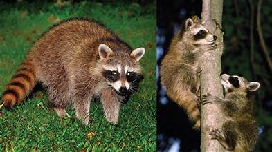 The Tail as an Outgrowth of the Backbone of raccoons