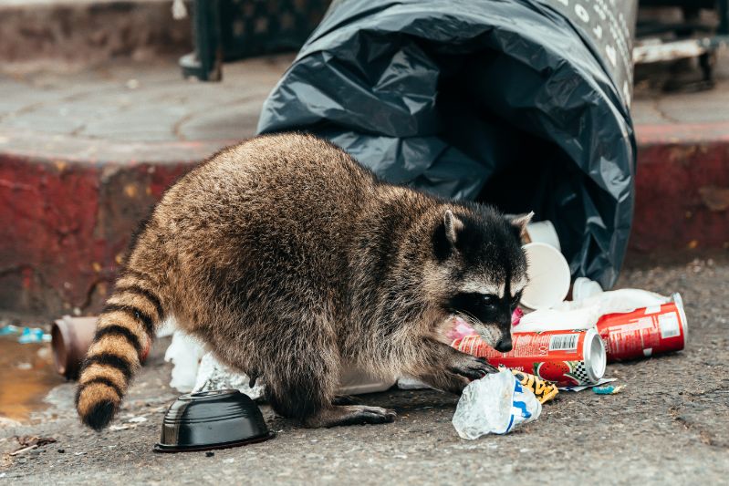 Watching Raccoon Tails in the City