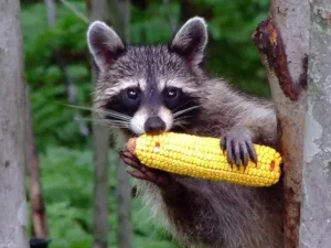 What Likes Sandspur Island Miami Raccoons