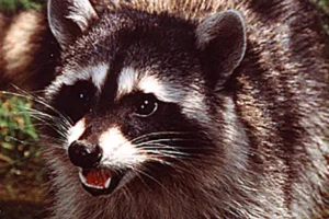 What's the Big Mystery - go do a crime raccoon