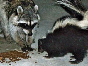 Why Raccoons Love Cat Food