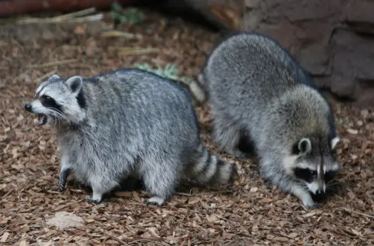 Will Raccoons Attack Cats 