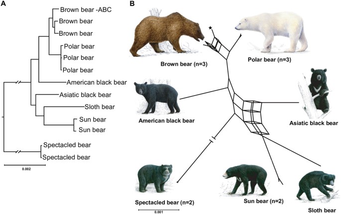 evolutionary bond are raccoons in the bear family